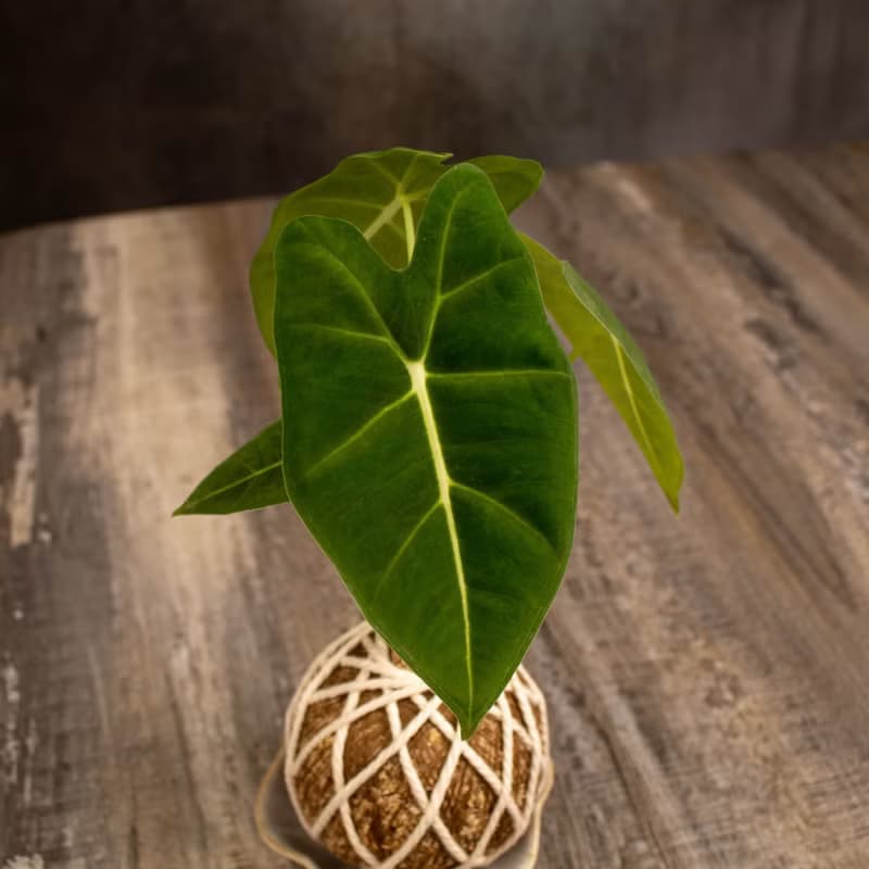 絨葉觀音蓮苔球 苔球植物 苔玉 適合室內植物 辦公室植物 交換禮