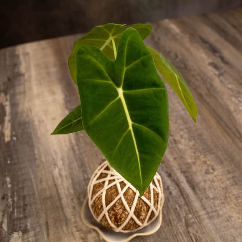 絨葉觀音蓮苔球 苔球植物 苔玉 適合室內植物 辦公室植物 交換禮
