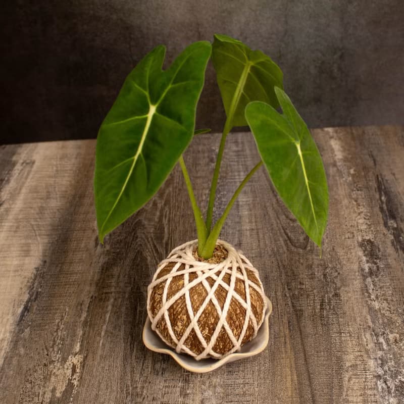 絨葉觀音蓮苔球 苔球植物 苔玉 適合室內植物 辦公室植物 交換禮