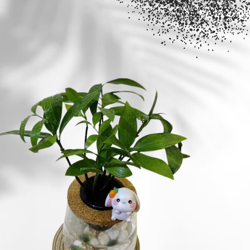 現貨 蕨美植栽 室內網美懶人水耕植栽-日本財樹+弧形透明玻璃瓶