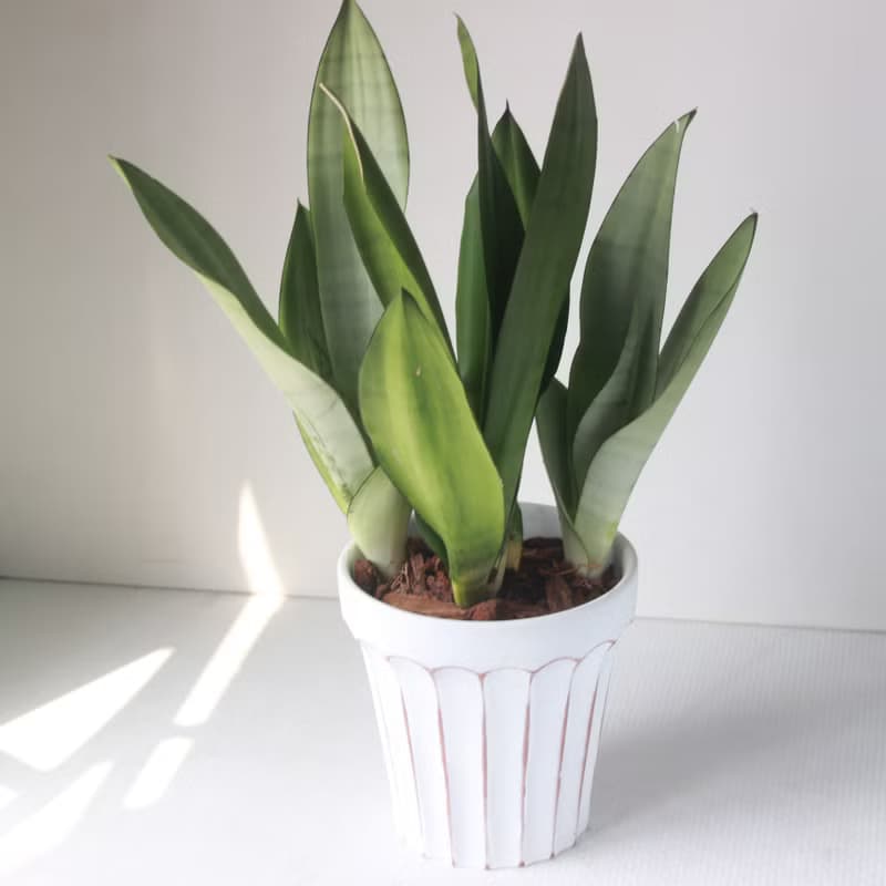 植栽 盆栽l 名刀出鞘銀后虎尾蘭 大盆羅馬浮雕盆 網紅植物 強散光
