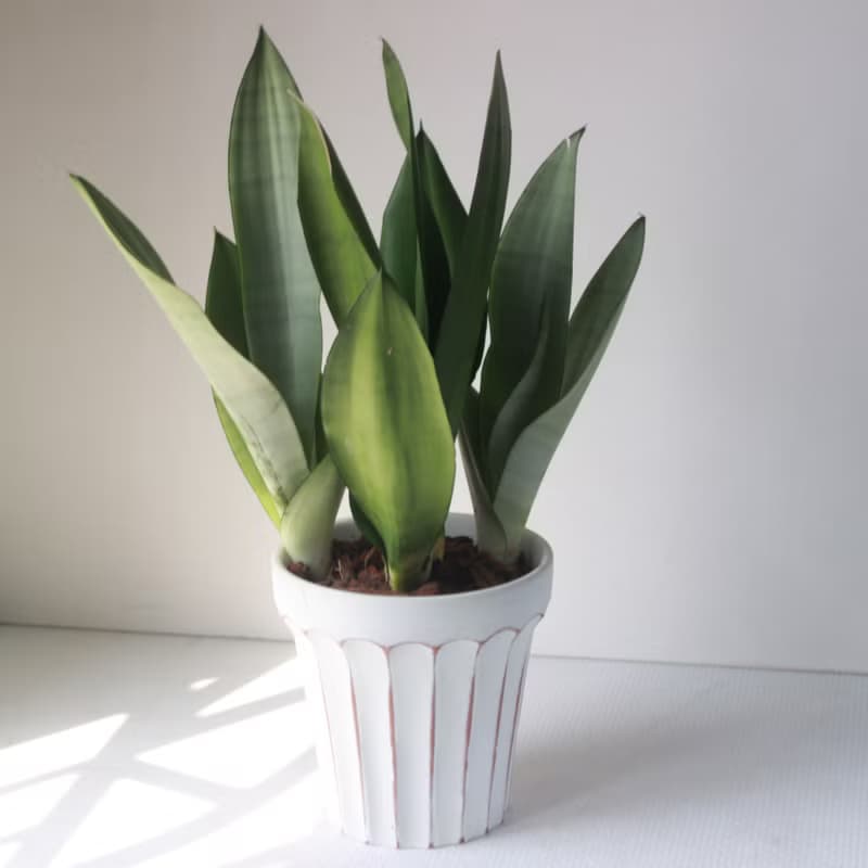 植栽 盆栽l 名刀出鞘銀后虎尾蘭 大盆羅馬浮雕盆 網紅植物 強散光