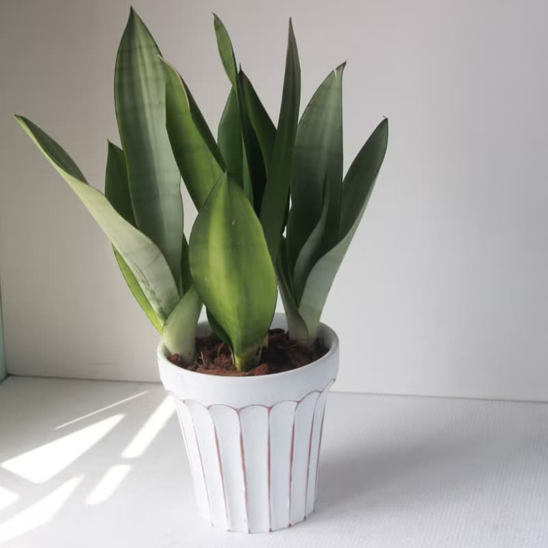 植栽 盆栽l 名刀出鞘銀后虎尾蘭 大盆羅馬浮雕盆 網紅植物 強散光