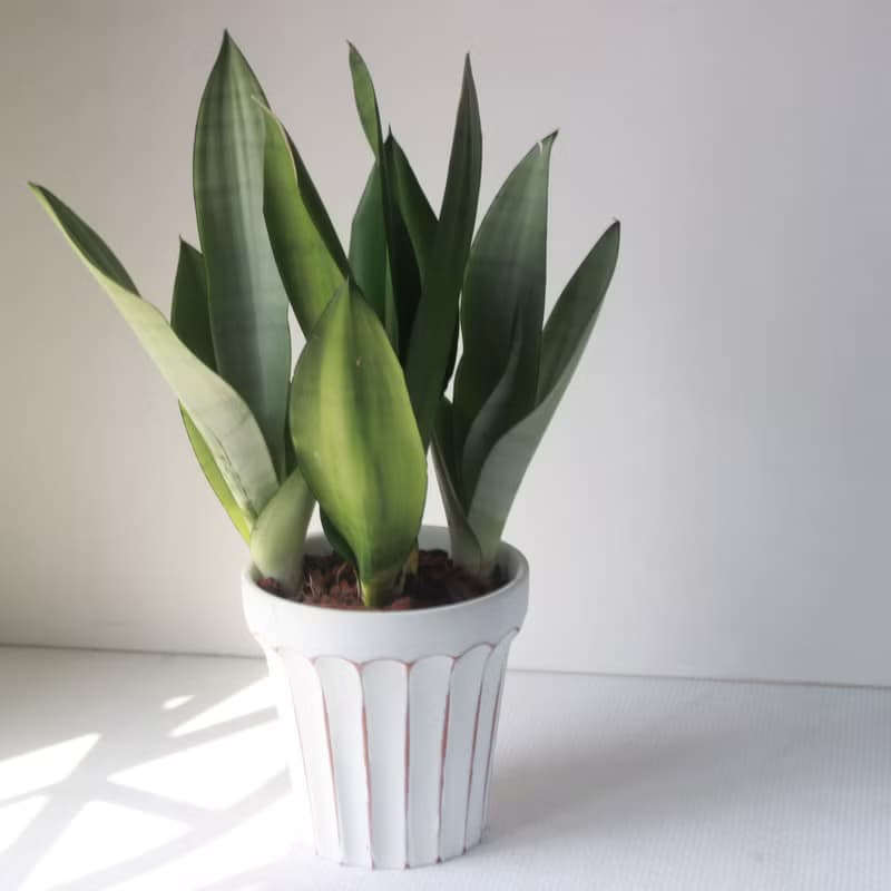 植栽 盆栽l 名刀出鞘銀后虎尾蘭 大盆羅馬浮雕盆 網紅植物 強散光