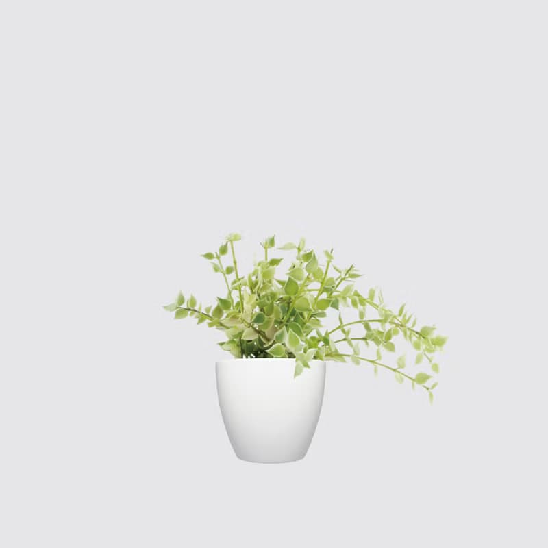 │ 犀力系列 │ 百萬心 - 垂掛植物 水耕盆栽 自動補水