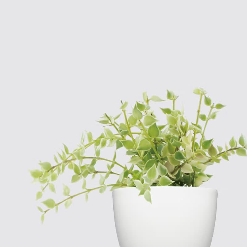 │ 犀力系列 │ 百萬心 - 垂掛植物 水耕盆栽 自動補水