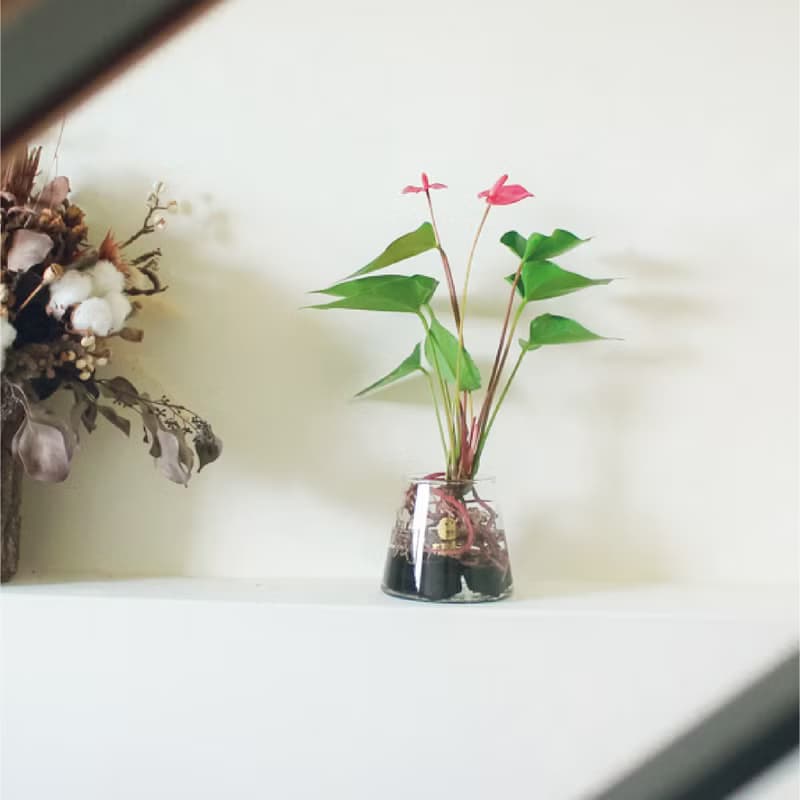 水耕炭盆 | 火鶴   室內植栽/簡單照顧/懶人福音/送禮