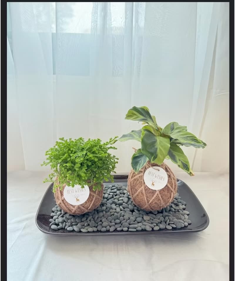苔球植物 蕾絲蕨 合果芋 油畫竹芋