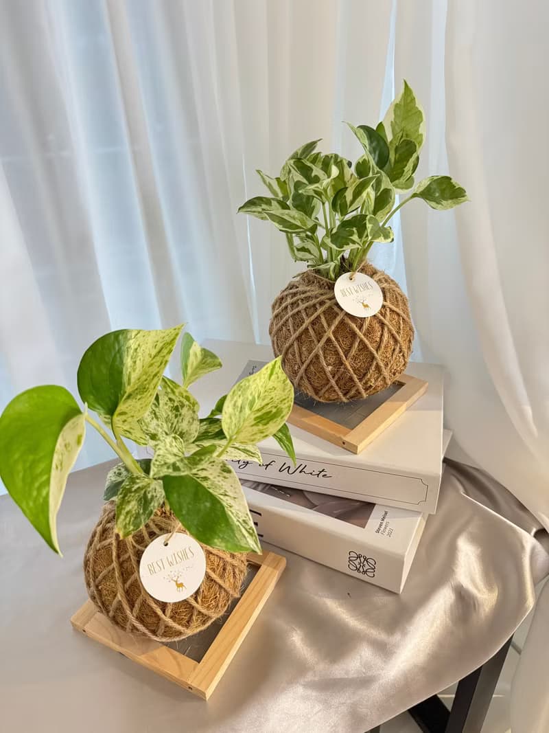 苔球植物 蕾絲蕨 合果芋 油畫竹芋