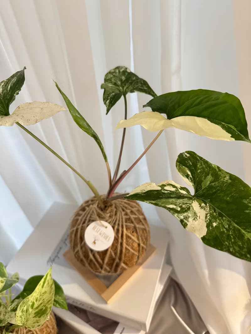 苔球植物 蕾絲蕨 合果芋 油畫竹芋