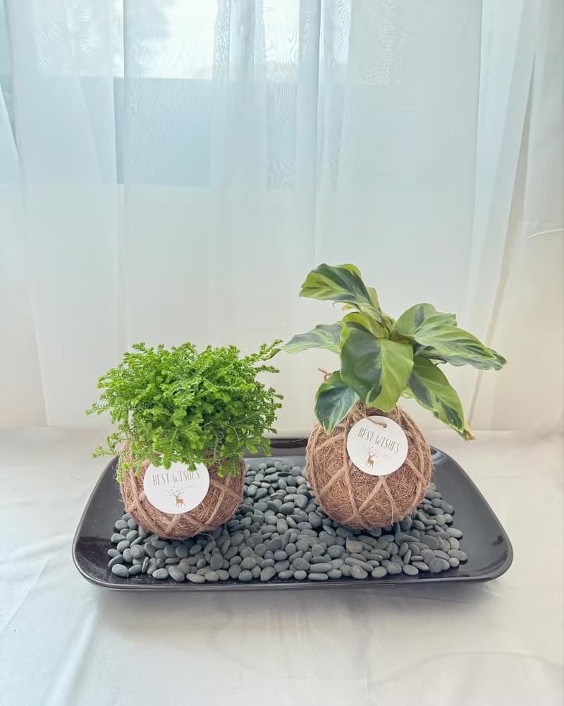 苔球植物 蕾絲蕨 合果芋 油畫竹芋