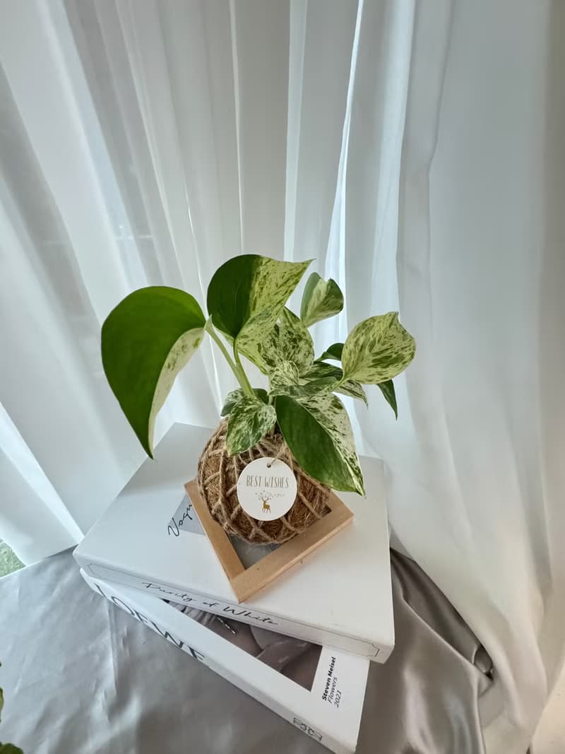 苔球植物 蕾絲蕨 合果芋 油畫竹芋