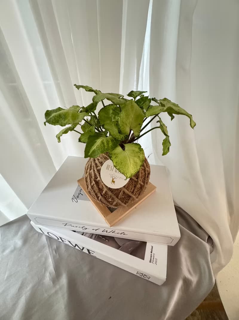 苔球植物 蕾絲蕨 合果芋 油畫竹芋