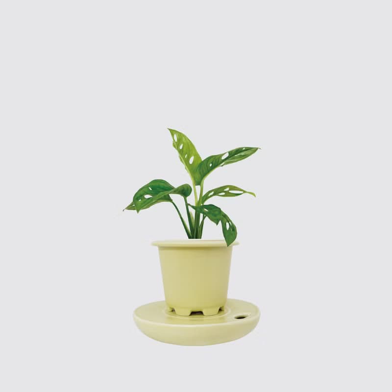 │ 窯瓷系列 │ 窗孔龜背芋 -  洞洞蔓綠絨 水耕盆栽 觀葉植物