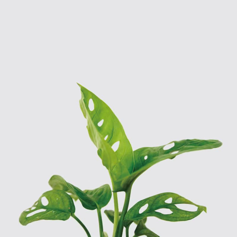 │ 窯瓷系列 │ 窗孔龜背芋 -  洞洞蔓綠絨 水耕盆栽 觀葉植物