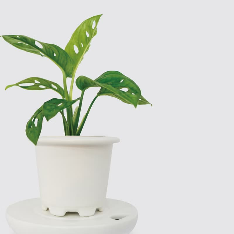 │ 窯瓷系列 │ 窗孔龜背芋 -  洞洞蔓綠絨 水耕盆栽 觀葉植物