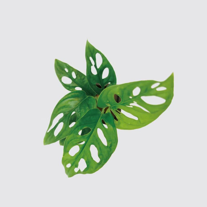 │ 窯瓷系列 │ 窗孔龜背芋 -  洞洞蔓綠絨 水耕盆栽 觀葉植物