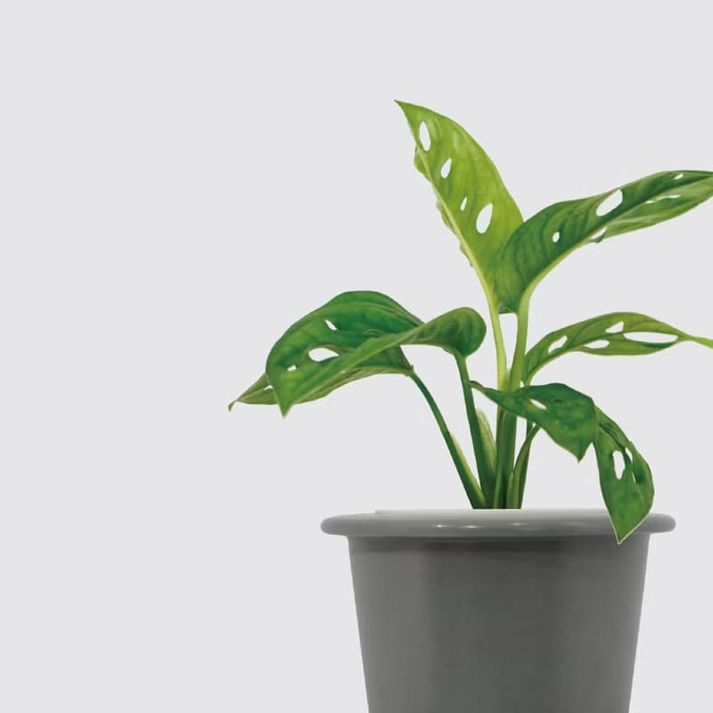 │ 窯瓷系列 │ 窗孔龜背芋 -  洞洞蔓綠絨 水耕盆栽 觀葉植物