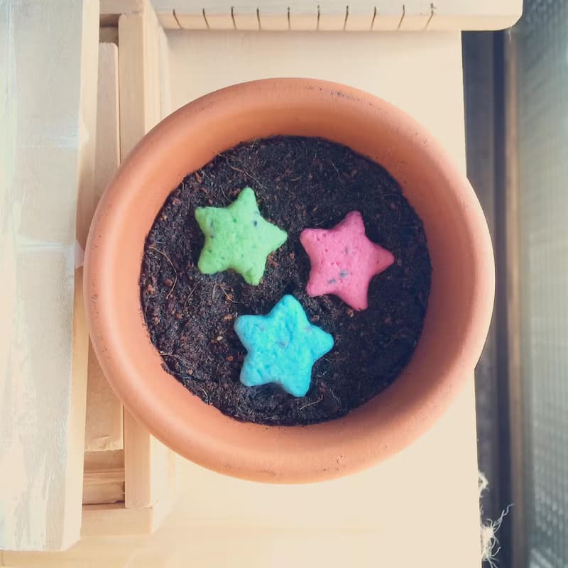 Star Grows 星星種子球植栽盆栽禮物組 (升級版)