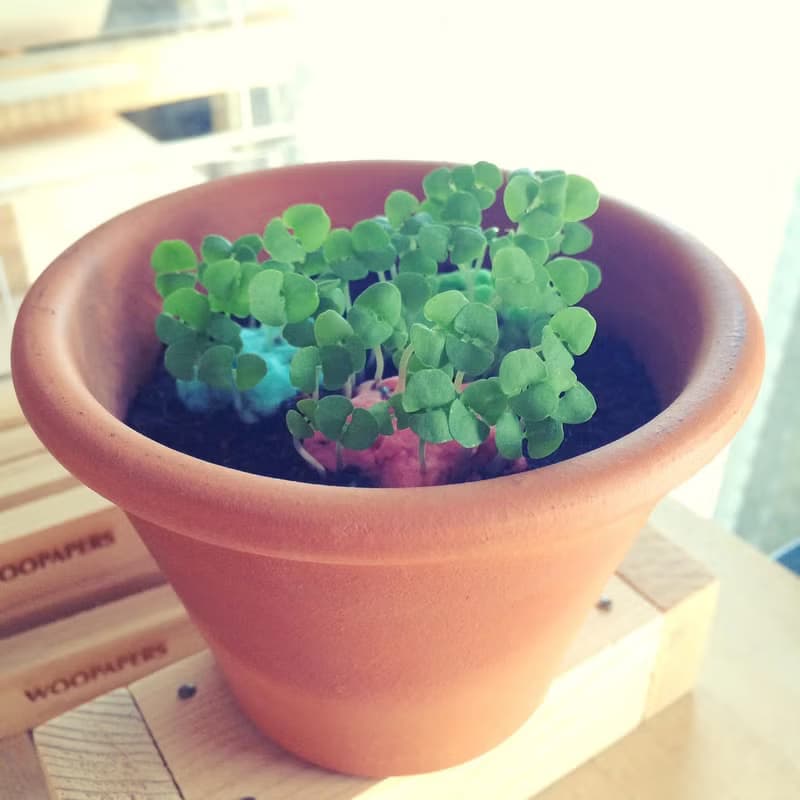 Star Grows 星星種子球植栽盆栽禮物組 (升級版)
