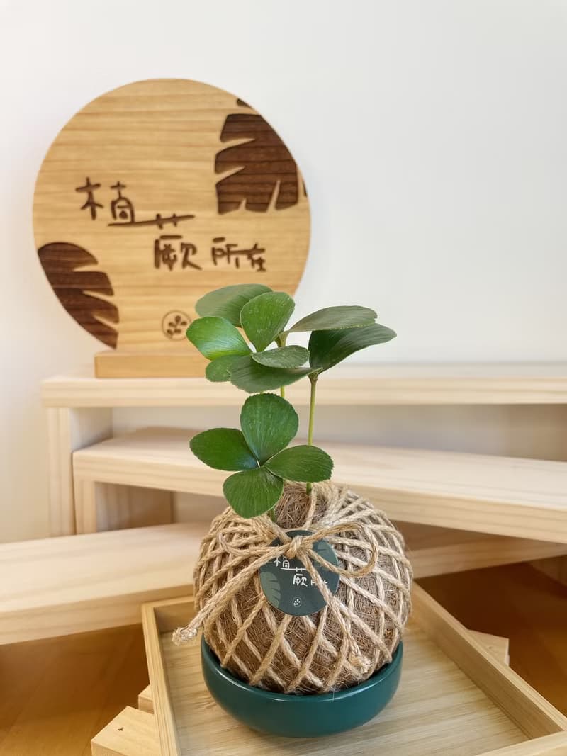 幸運草鐵樹 水苔球植物 室內植物 居家擺設
