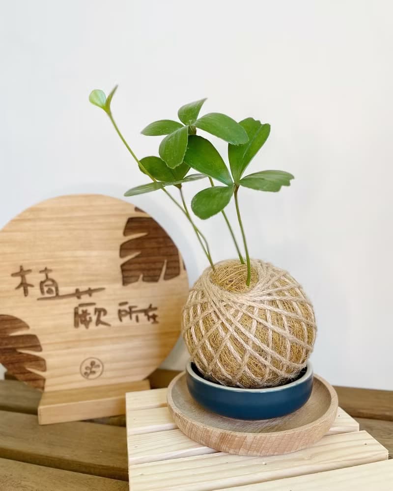 幸運草鐵樹 水苔球植物 室內植物 居家擺設