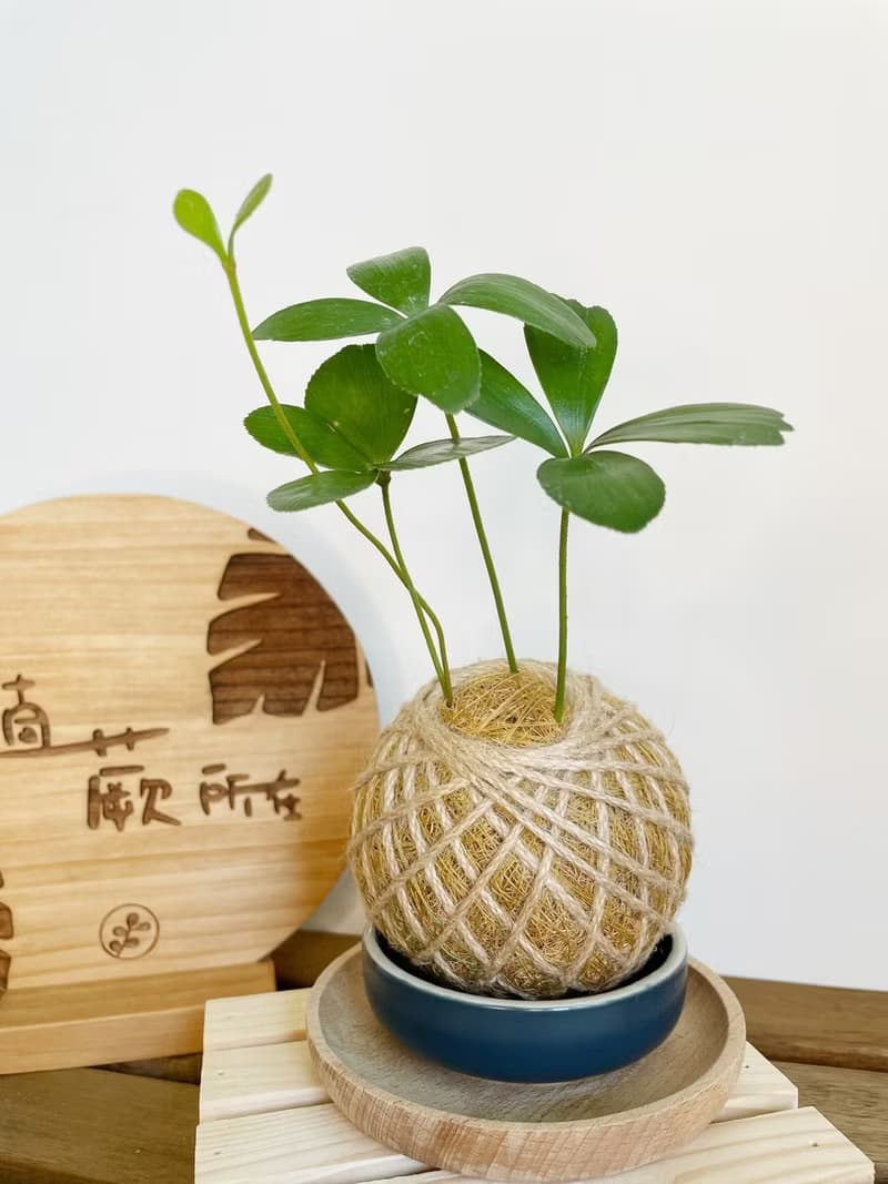 幸運草鐵樹 水苔球植物 室內植物 居家擺設