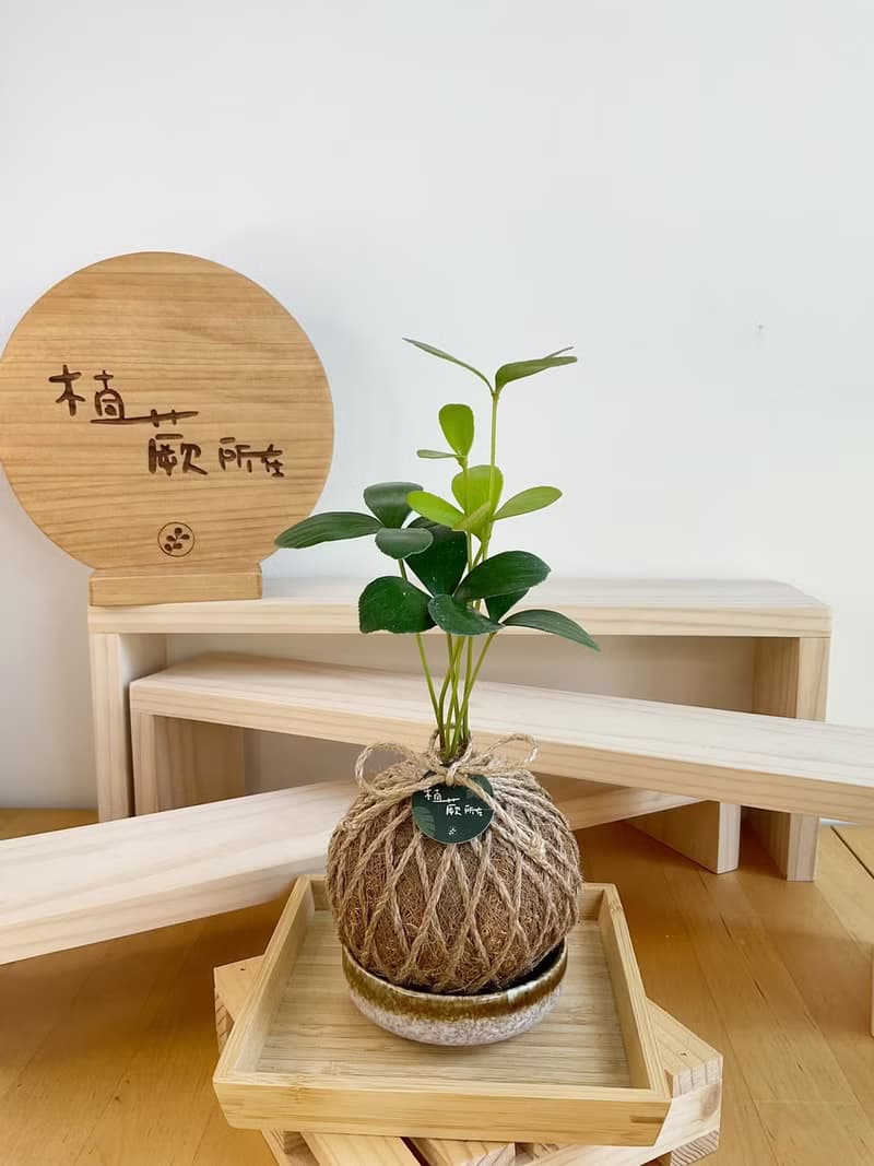 幸運草鐵樹 水苔球植物 室內植物 居家擺設