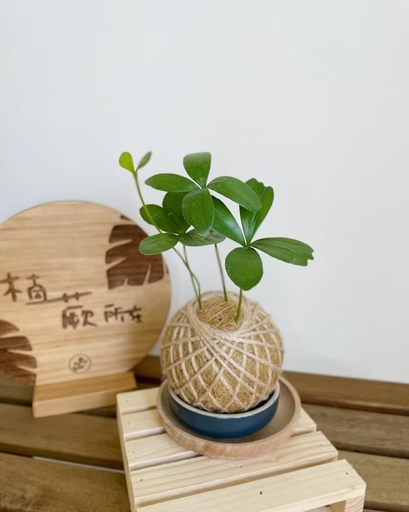 幸運草鐵樹 水苔球植物 室內植物 居家擺設