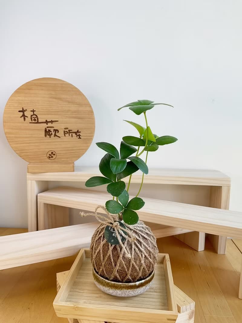 幸運草鐵樹 水苔球植物 室內植物 居家擺設