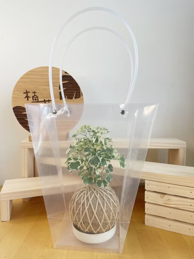 幸運草鐵樹 水苔球植物 室內植物 居家擺設