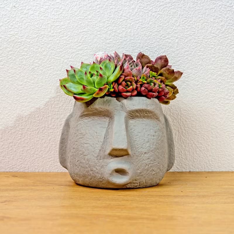 多肉組盆 大摩艾盆栽淺灰 桌上型盆栽 開幕送禮 喬遷禮物 植栽