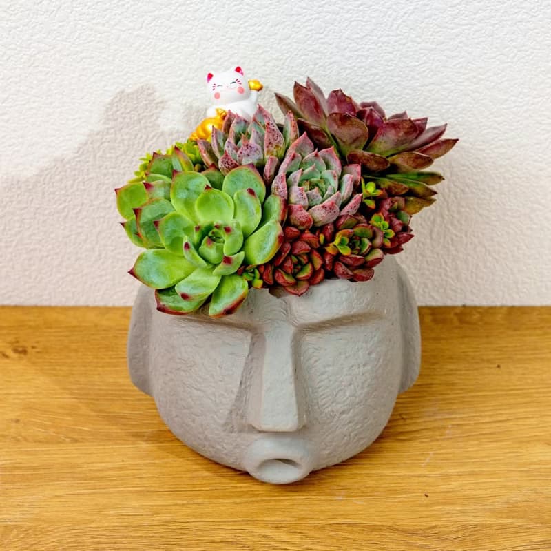 多肉組盆 大摩艾盆栽淺灰 桌上型盆栽 開幕送禮 喬遷禮物 植栽