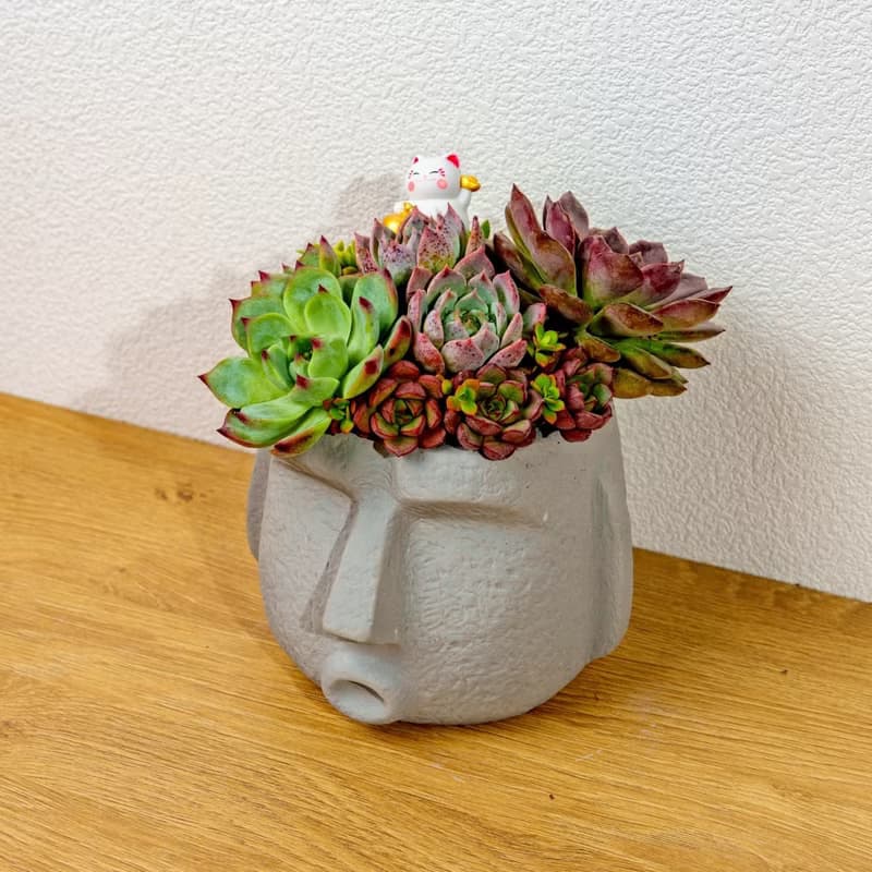 多肉組盆 大摩艾盆栽淺灰 桌上型盆栽 開幕送禮 喬遷禮物 植栽