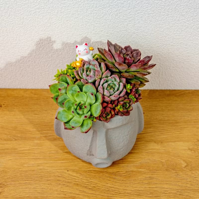 多肉組盆 大摩艾盆栽淺灰 桌上型盆栽 開幕送禮 喬遷禮物 植栽
