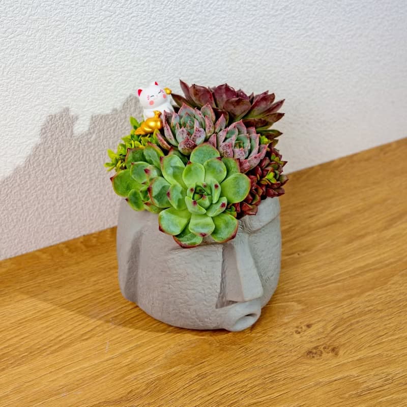 多肉組盆 大摩艾盆栽淺灰 桌上型盆栽 開幕送禮 喬遷禮物 植栽