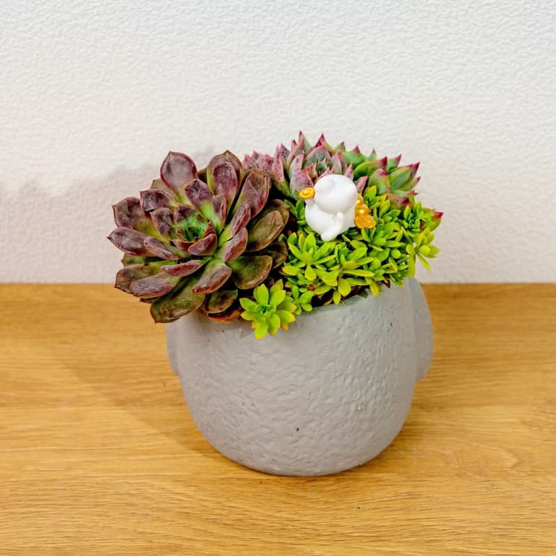 多肉組盆 大摩艾盆栽淺灰 桌上型盆栽 開幕送禮 喬遷禮物 植栽