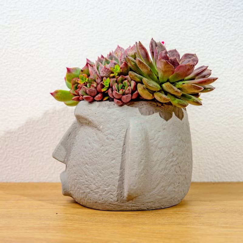 多肉組盆 大摩艾盆栽淺灰 桌上型盆栽 開幕送禮 喬遷禮物 植栽