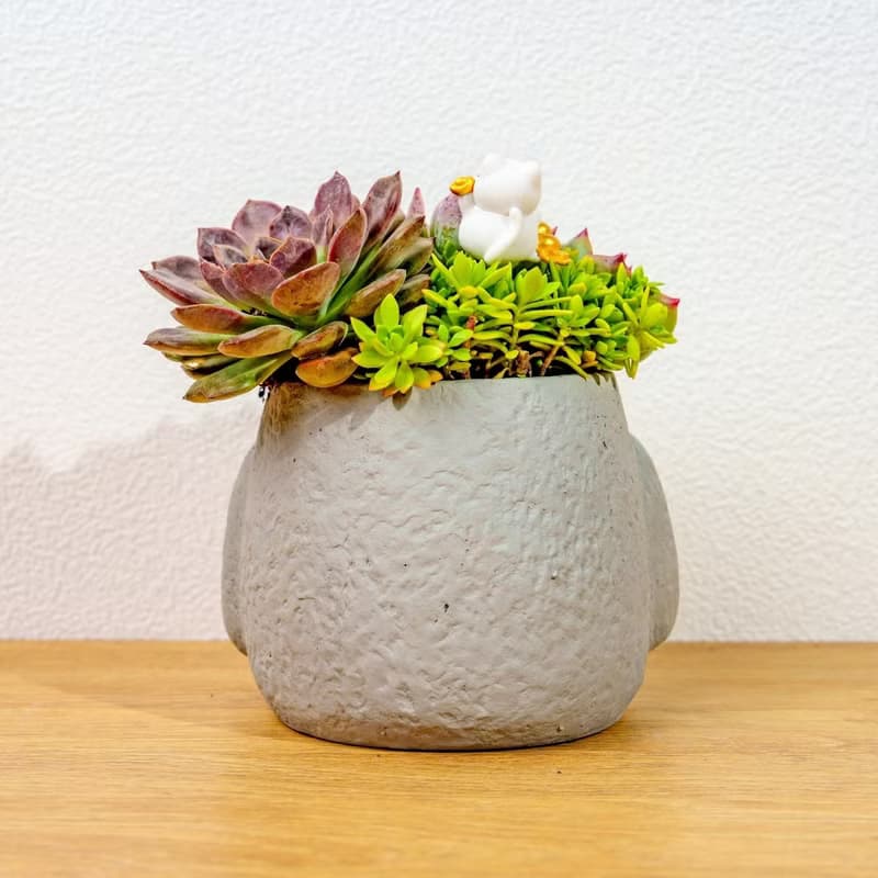 多肉組盆 大摩艾盆栽淺灰 桌上型盆栽 開幕送禮 喬遷禮物 植栽