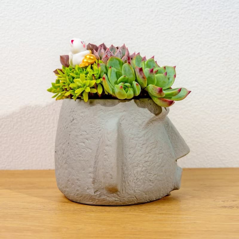 多肉組盆 大摩艾盆栽淺灰 桌上型盆栽 開幕送禮 喬遷禮物 植栽