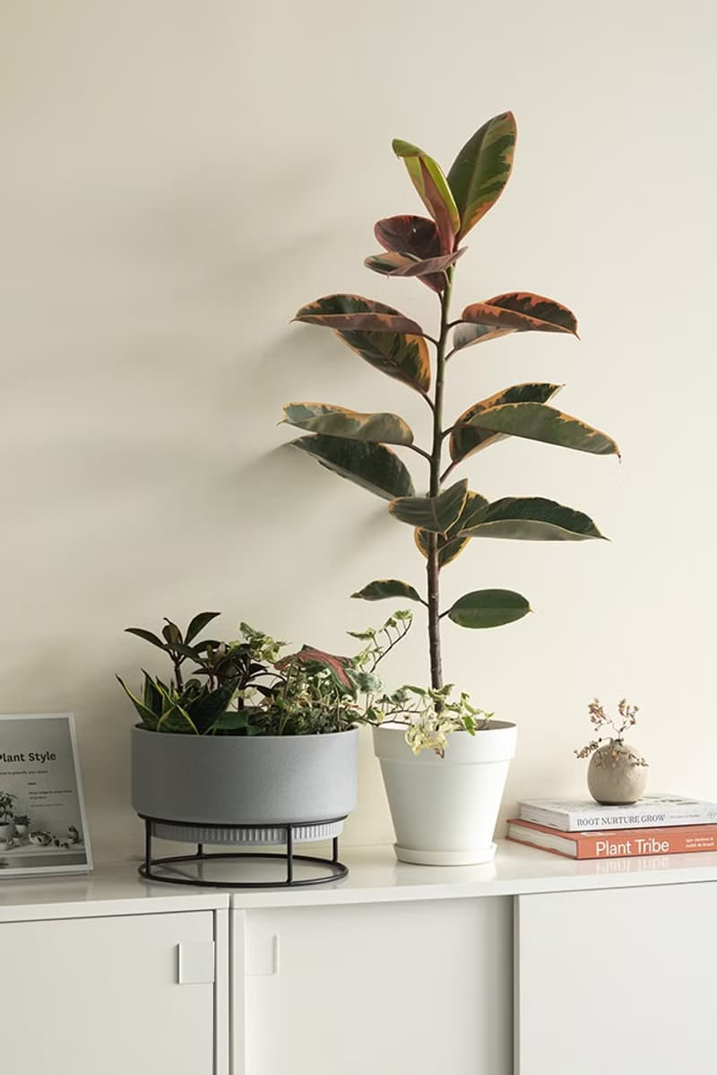 Ruby Rubber Plant 斑葉橡膠樹大型植栽_荷蘭設計極簡霧面盆