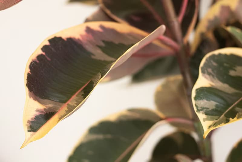 Ruby Rubber Plant 斑葉橡膠樹大型植栽_荷蘭設計極簡霧面盆