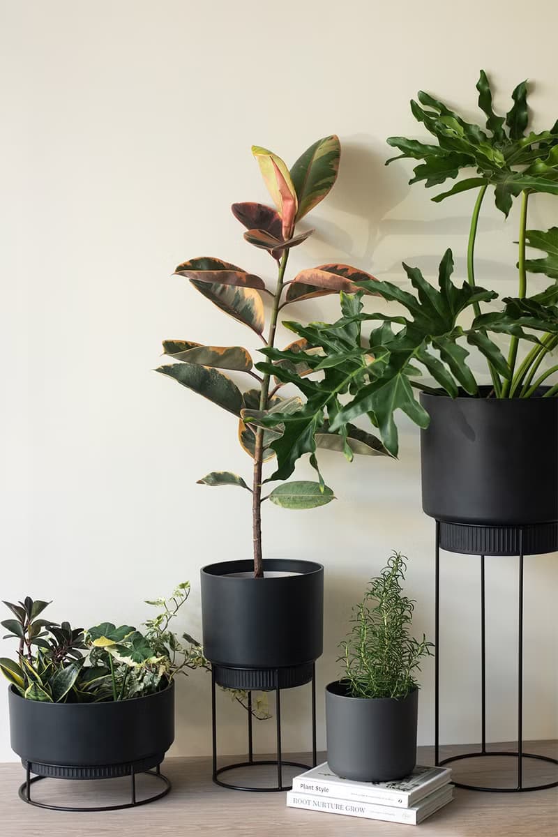 Ruby Rubber Plant 斑葉橡膠樹大型植栽_荷蘭設計極簡霧面盆
