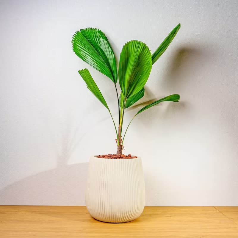 圓扇蒲葵細白條紋水泥盆栽 開幕盆栽推薦