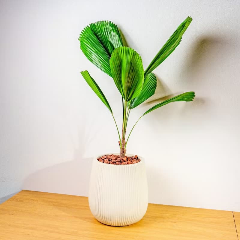 圓扇蒲葵細白條紋水泥盆栽 開幕盆栽推薦