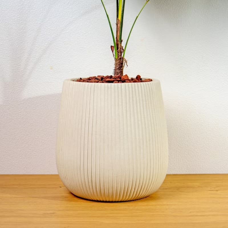 圓扇蒲葵細白條紋水泥盆栽 開幕盆栽推薦