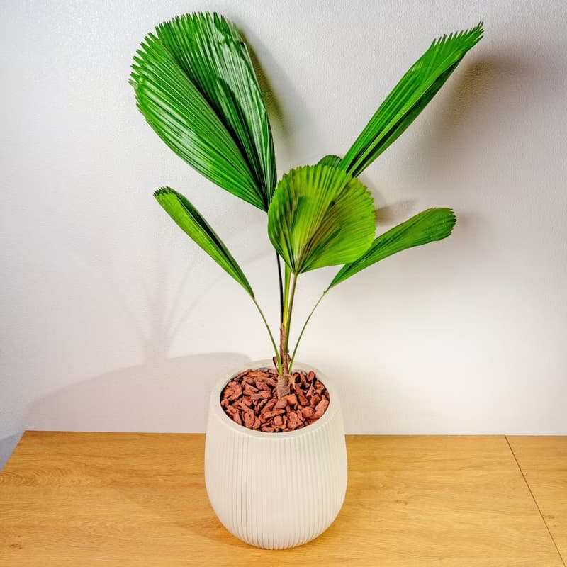 圓扇蒲葵細白條紋水泥盆栽 開幕盆栽推薦