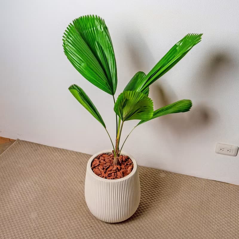 圓扇蒲葵細白條紋水泥盆栽 開幕盆栽推薦