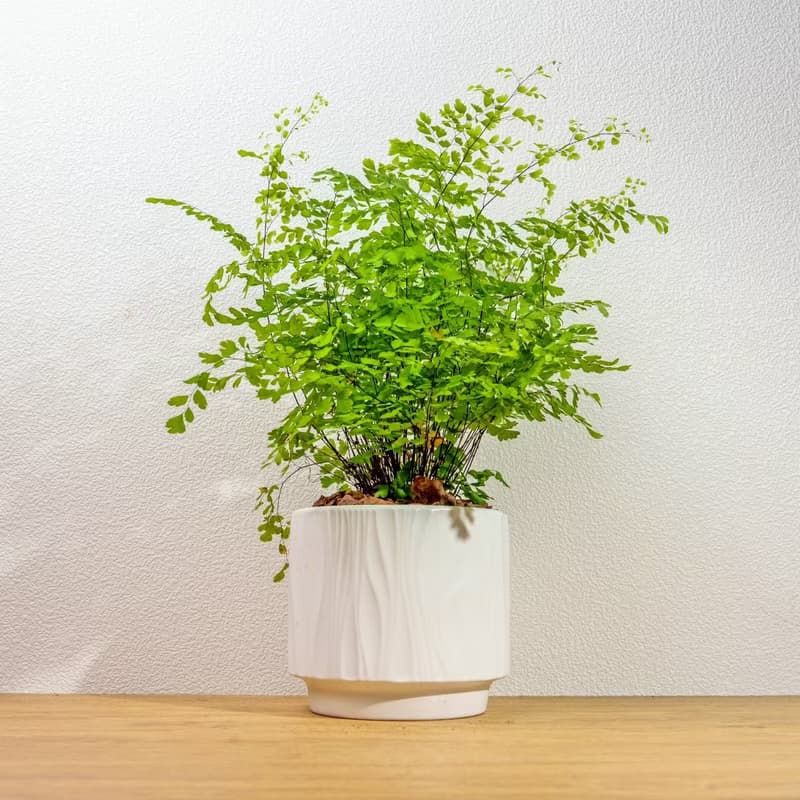 鐵線蕨 流線白陶盆栽 開幕盆栽推薦 桌上盆栽 送禮
