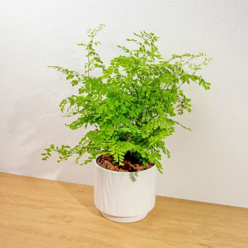 鐵線蕨 流線白陶盆栽 開幕盆栽推薦 桌上盆栽 送禮